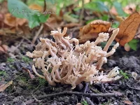 Koraalzwammen [Clavulinaceae]